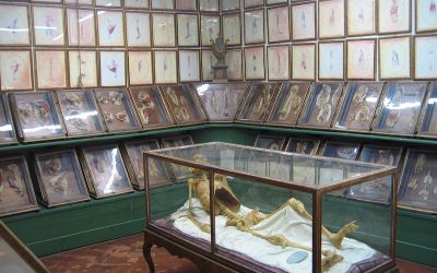 Il museo La Specola di Firenze riapre ai visitatori